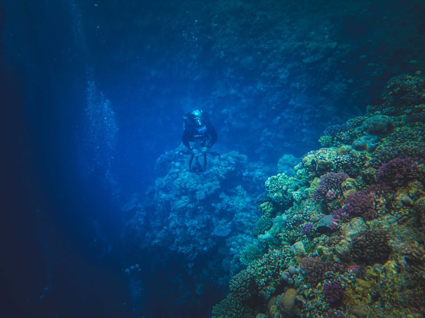 Diving near Elphinstone Reef 3
