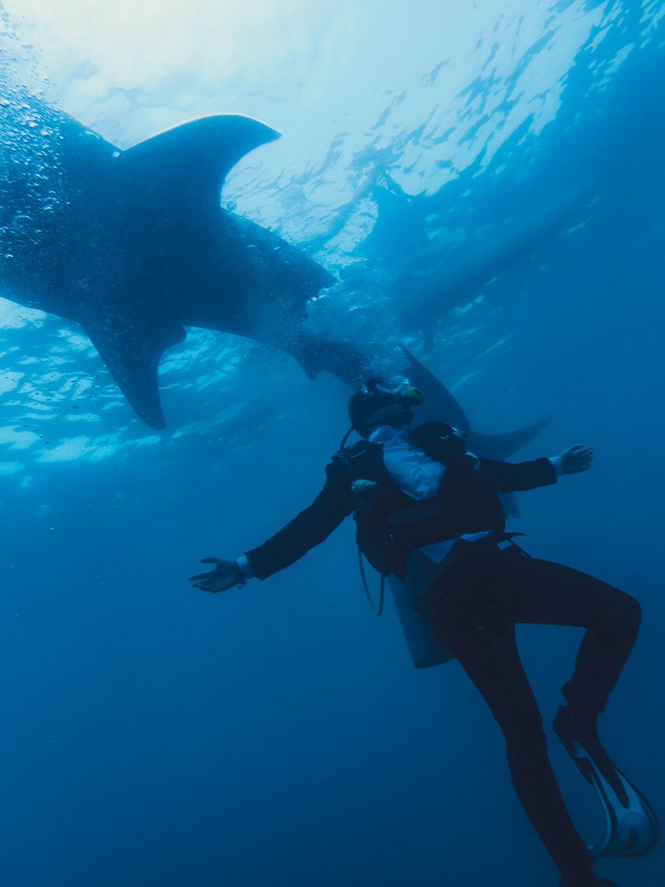 Sharks